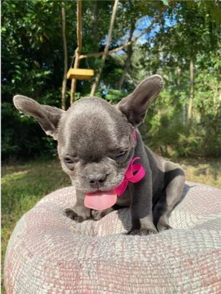 bulldog francese i nostri 6 bellissimi cuccioli di bulldog francese cercano una casa amorevole per s