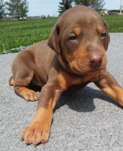 adorabili cuccioli dobermann