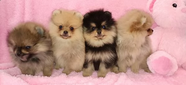 splendidi cuccioli di pomerania nano pedigree enci 