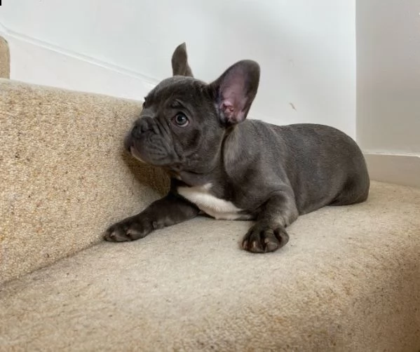 disponibili cuccioli di bulldog francese