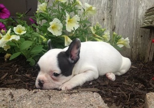 disponibili cuccioli di bulldog francese | Foto 0