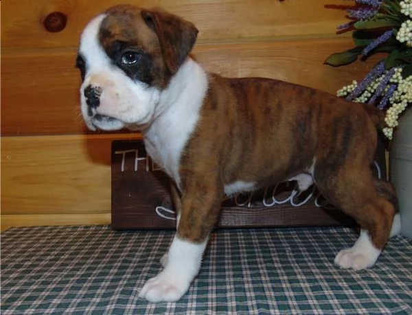 cuccioli  boxer 
