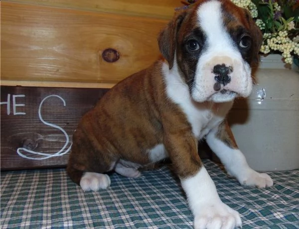 cuccioli  boxer  | Foto 0