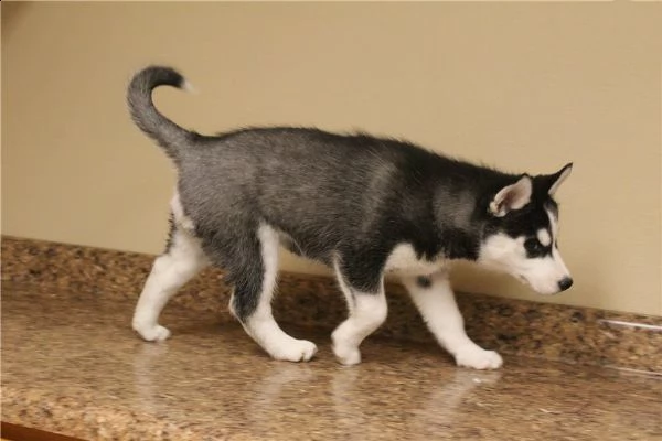  disponibili cuccioli husky siberiani 