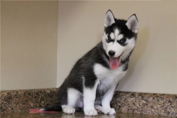  disponibili cuccioli husky siberiani  | Foto 0