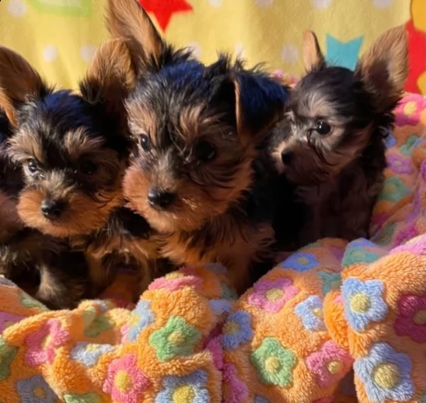  yorkshire mini toy