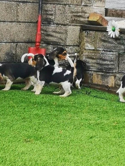  cuccioli di beagle
