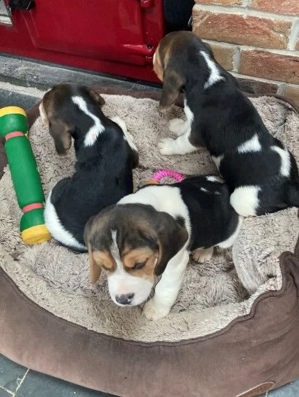  cuccioli di beagle | Foto 1