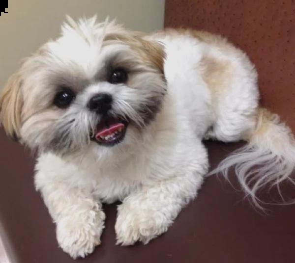 regalo bellissimi cuccioli allevati shih-tzu, colore bianco e nero.