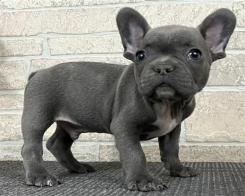cuccioli bouledogue francese
