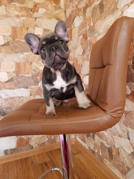 cuccioli bouledogue francese | Foto 1