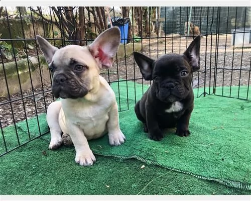cuccioli bouledogue francese | Foto 0