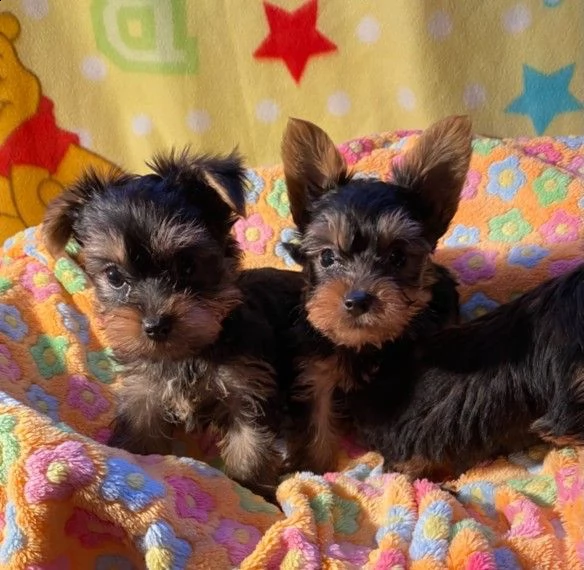 bellissimi cuccioli di yorkshire