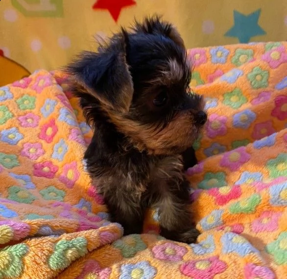 bellissimi cuccioli di yorkshire | Foto 2