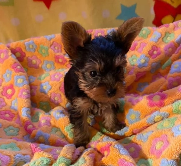 bellissimi cuccioli di yorkshire | Foto 0