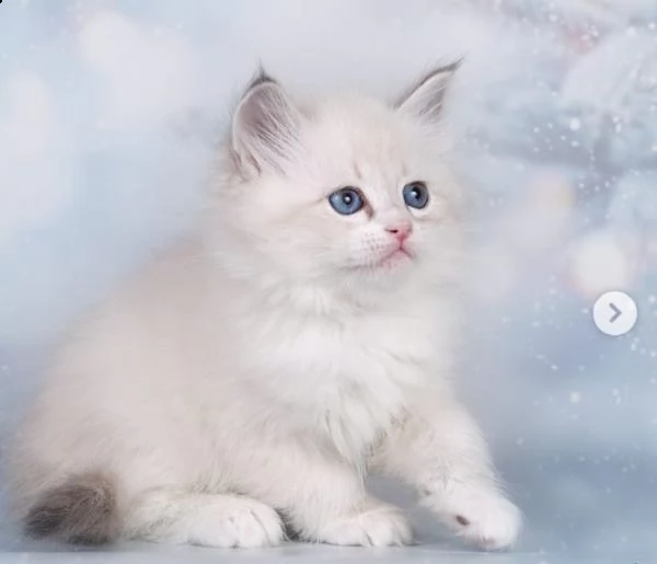 gattini ragdoll | Foto 0