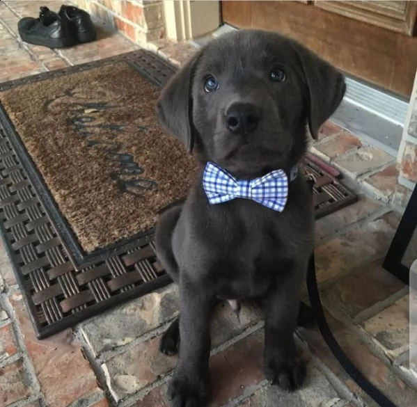 regalo cuccioli labrador bellissimi cuccioli di labrador di prima scelta in pronta consegna microcip