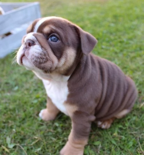 bulldog inglese sano e adorabile