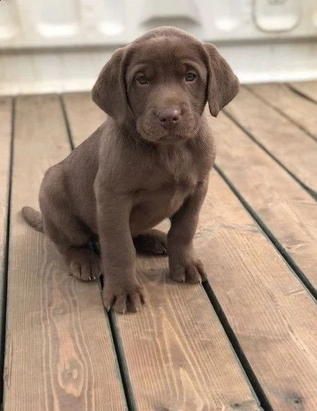 cuccioli di labrador retriever