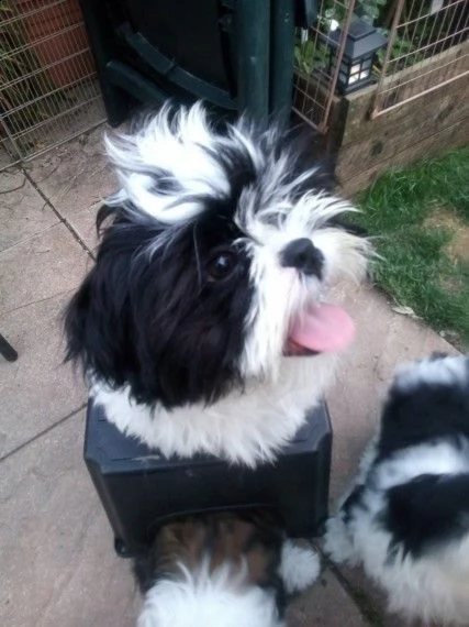 shih tzu brad in adozione