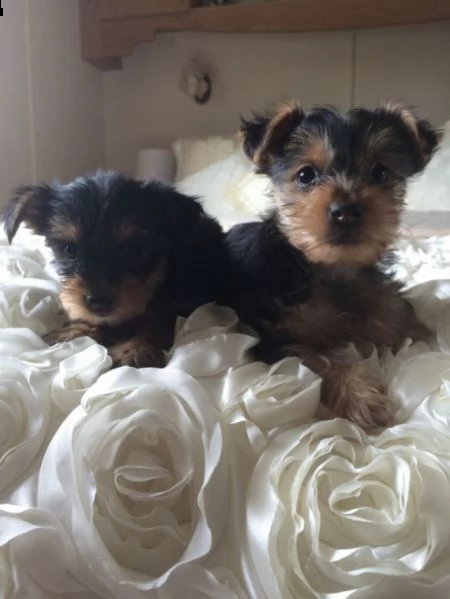 cuccioli dello yorkshire super adorabili