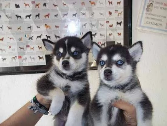 cuccioli di husky siberiano castrati