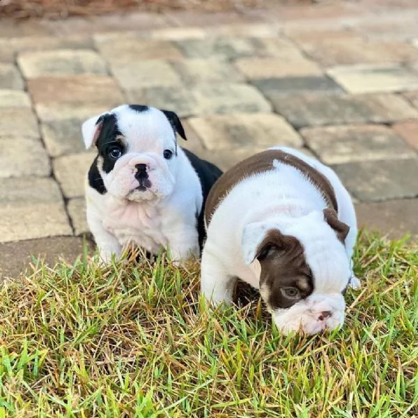 cuccioli di bulldog inglese super adorabili