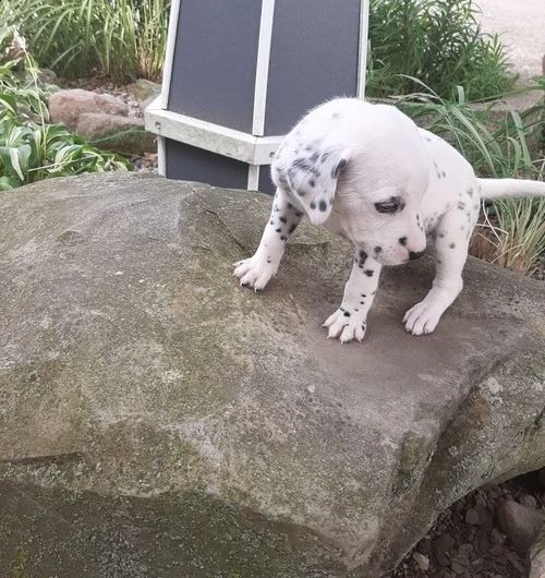 cuccioli dalmata per l'adozione