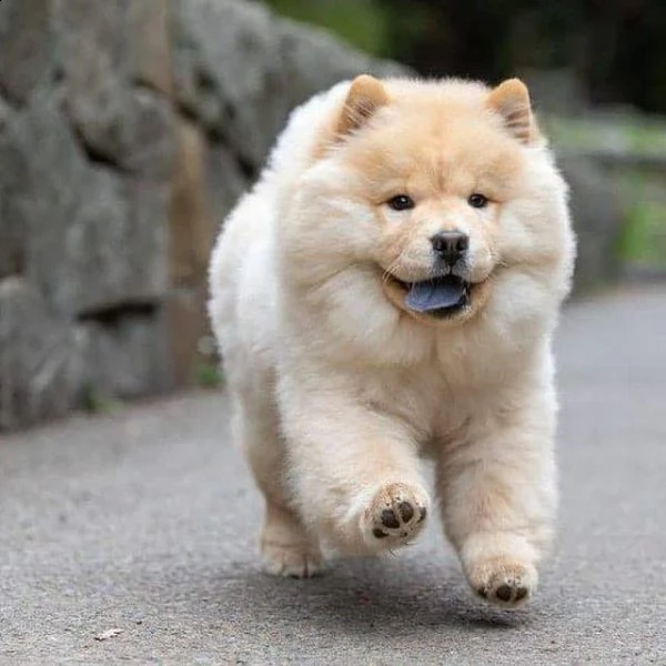 affettuosi cuccioli di chow chow per il reinserimento