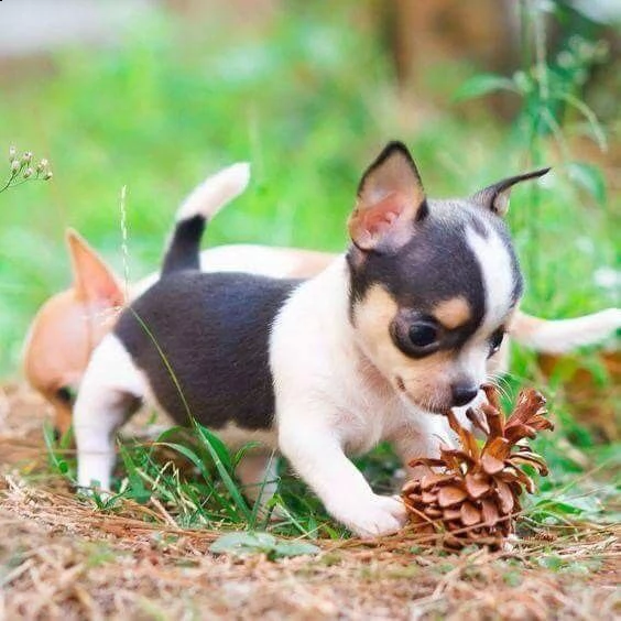 bellissimi cuccioli di chihuahua da reinserire in casa