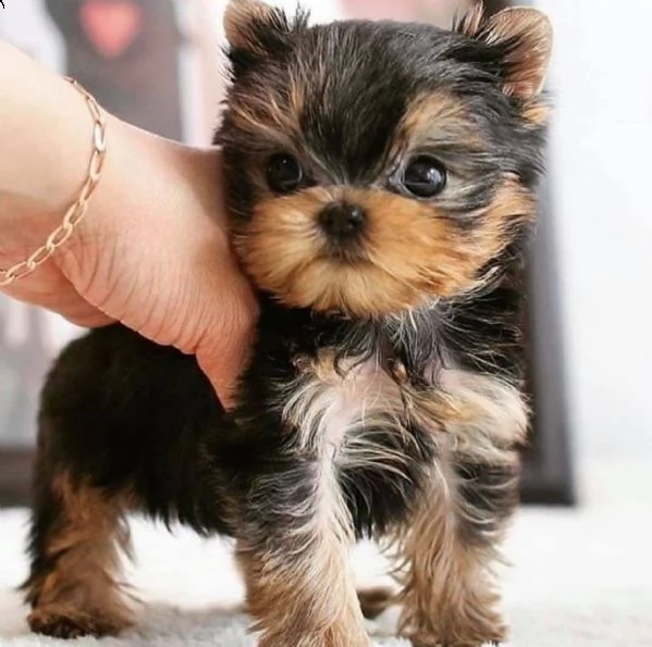 adorabili cuccioli di yorkshire terrier maschio e femmina