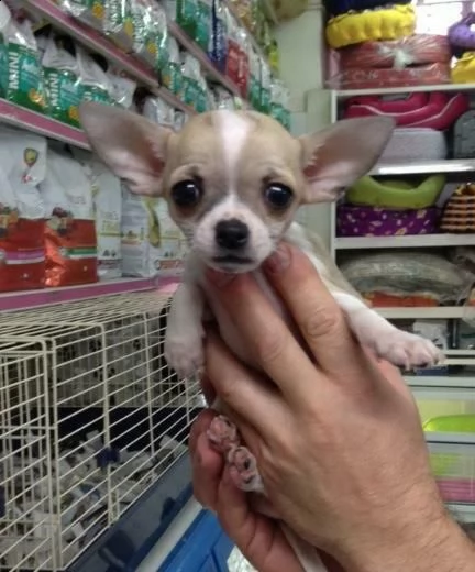  cuccioli di chihuahua toy 
