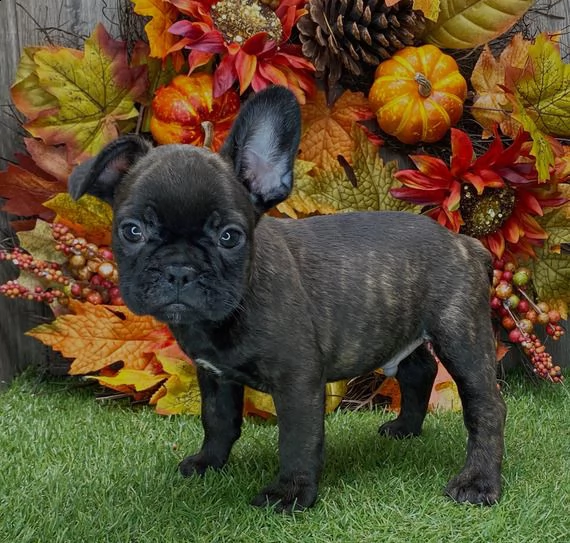 regalo bulldog francese cuccioli introvabili cuccioli di bulldog francese intelligenti e dolcissimi 