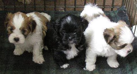 cucciolotti di shitzu , di due mesi e mezzo