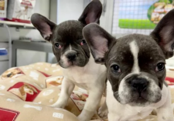 teniamo disponibili dei dolcissimi cucciolini di bulldog francese