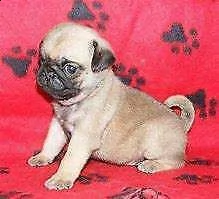  cuccioletto di carlino 