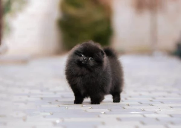 volpino di pomerania colore nero bianco