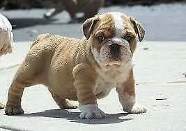 dolcissimi cuccioli di bulldog inglese di 70 giorni
