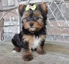 cuccioli dello yorkshire