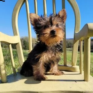 cuccioli di yorkshire terrier | Foto 1