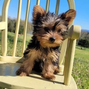 cuccioli di yorkshire terrier | Foto 0