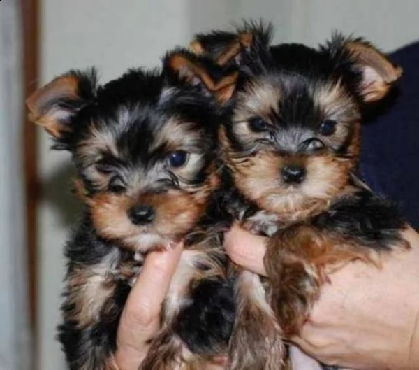 yorkshire terrier maschio