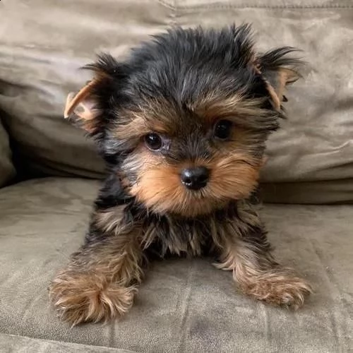 adorabili cuccioli di yorkie