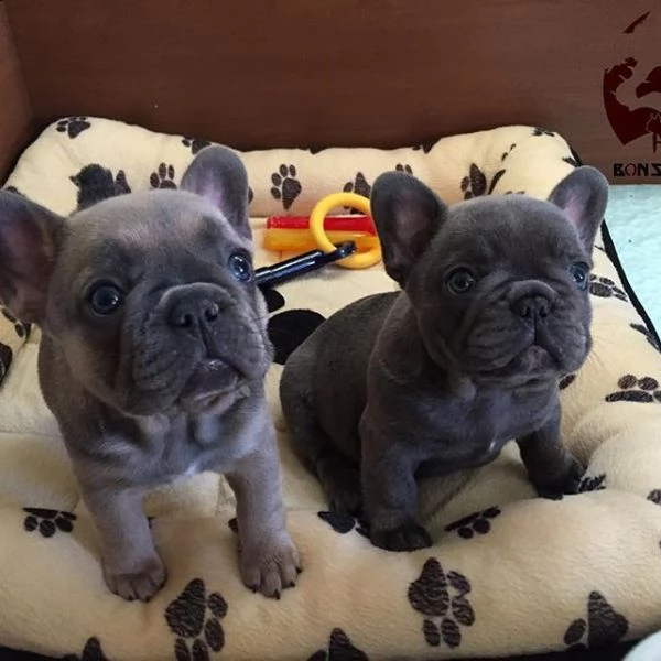 bulldog - cuccioli blu bulldog francese