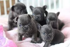 cucciolo di bulldog francese