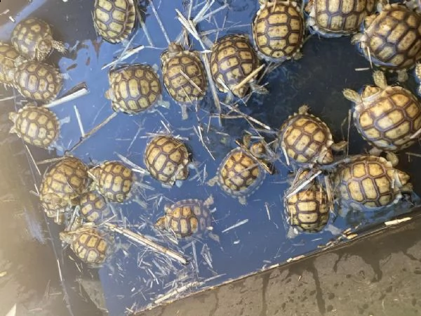 sto offrendo 35 tartarughe di sulcata tutte e 35, di circa 3 settimane. crescere bene mangiando una 