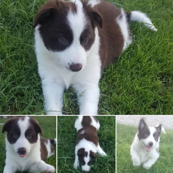 regalo cuccioli di beagle disponibili per l'adozione babarajean4[at]gmail[.com] maschio e femmina adorabi