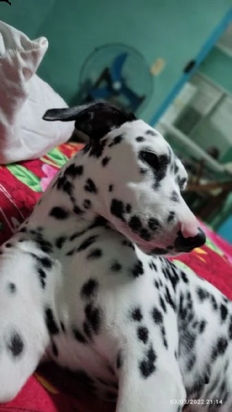 regalo dalmata cuccioli disponibile per l'adozione babarajean4[at]gmail[.com] adorabili cuccioli di dalma
