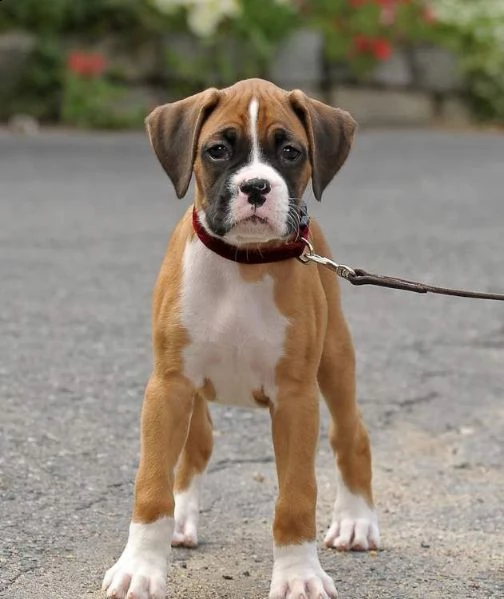  babarajean4[at]gmail[.com] regalo boxer cuccioli disponibile per l'adozione adorabili cuccioli di boxer 