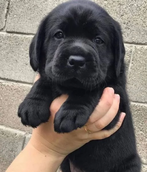  babarajean4[at]gmail[.com] regalo labrador cuccioli disponibile per l'adozione adorabili cuccioli di lab